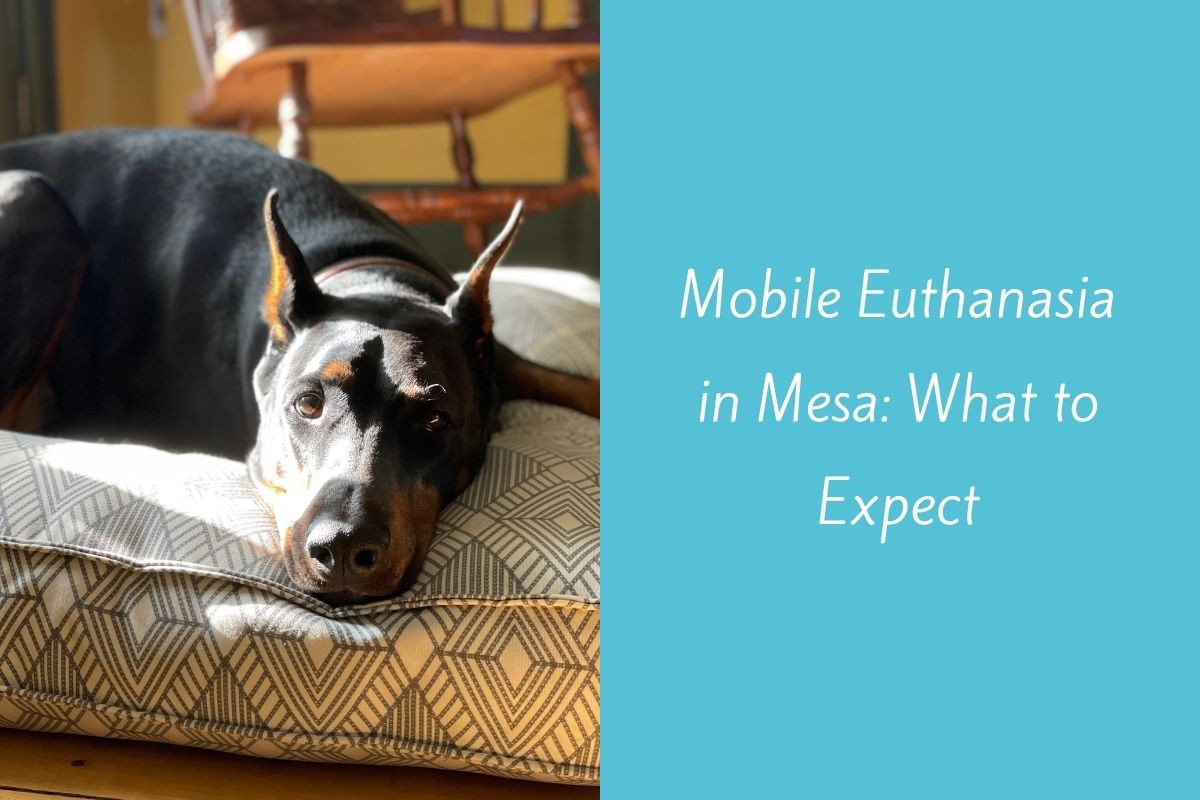 Mobile-Euthanasia-in-Mesa-What-to-Expect