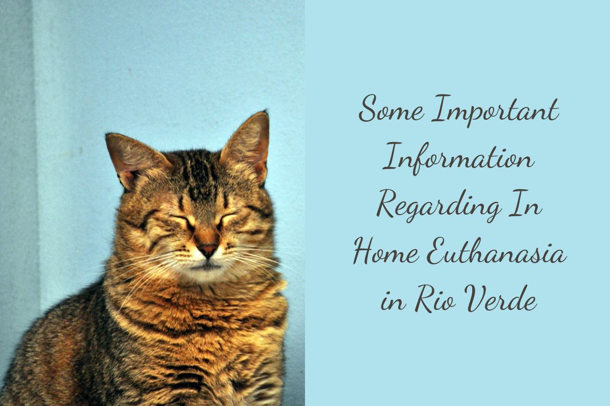 Some-Important-Information-Regarding-In-Home-Euthanasia-in-Rio-Verde