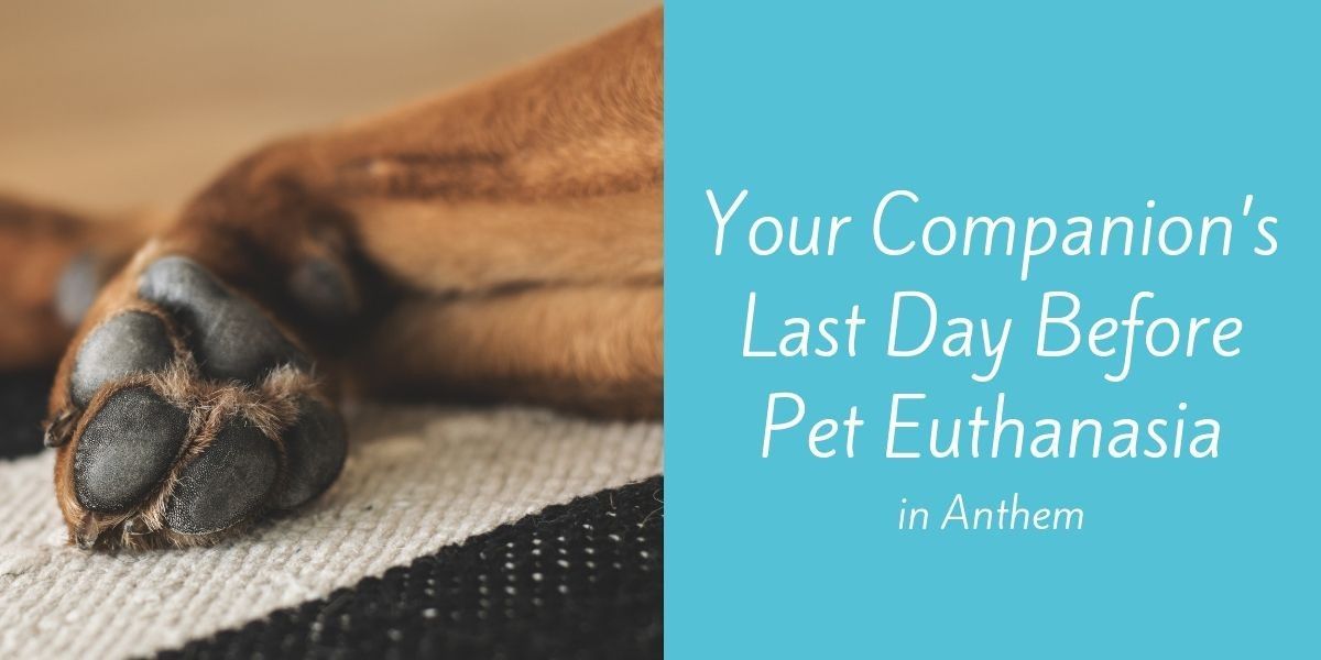 Your-Companions-Last-Day-Before-Pet-Euthanasia-in-Anthem