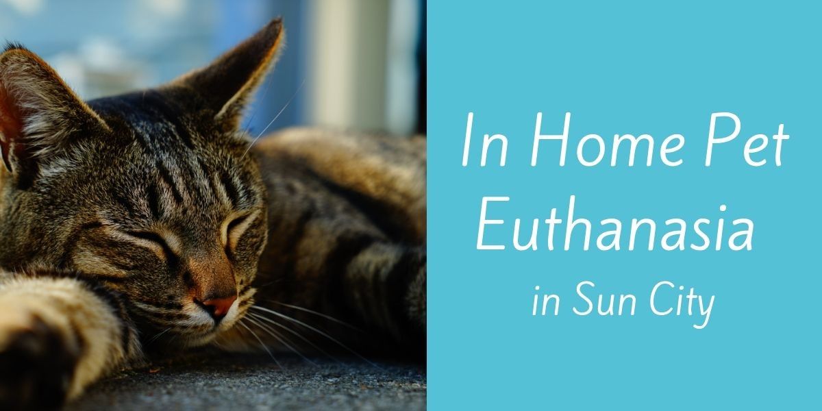 In-Home-Pet-Euthanasia-in-Sun-City