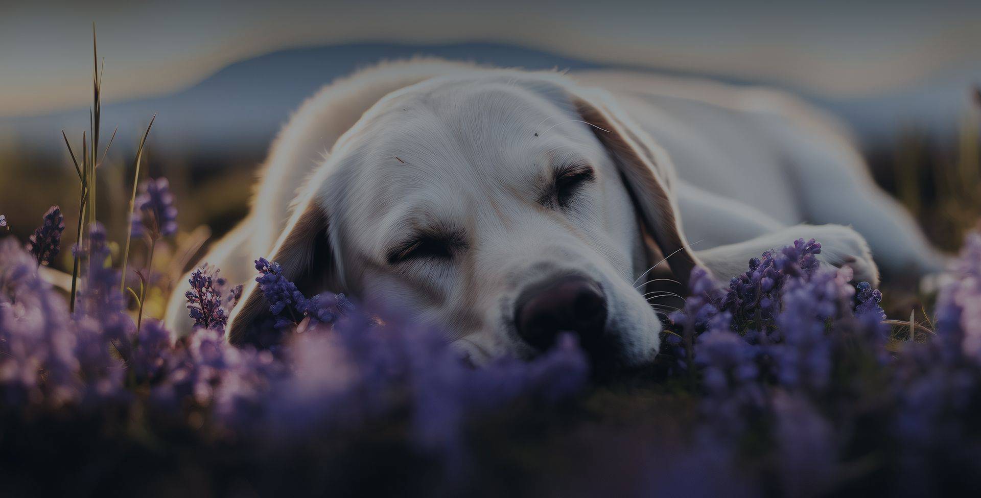 cute labrador dog lying down and sleeping on lavender flowers