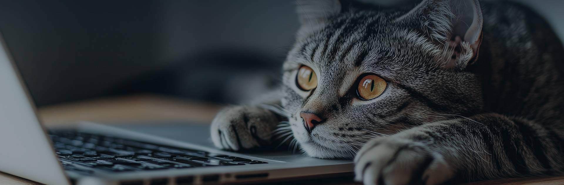 tech savvy cat engaged with computer desk