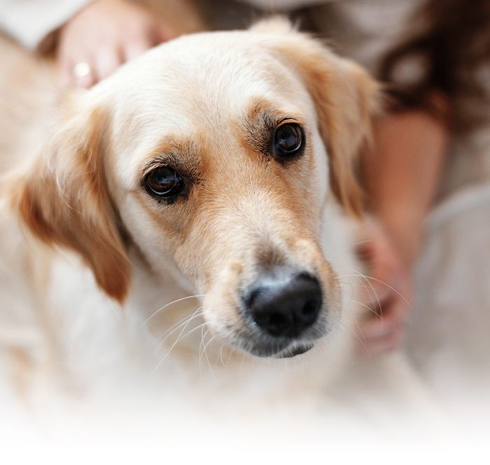 adorable golden retriever puppy looking at the camera