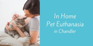 In-Home-Pet-Euthanasia-in-Chandler