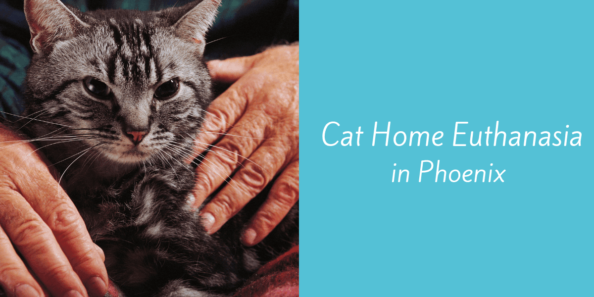 Cat Home Euthanasia in Phoenix Blog