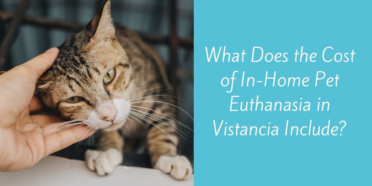 What Does the Cost of In-Home Pet Euthanasia in Vistancia Include? - Blog