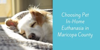 Choosing-Pet-In-Home-Euthanasia-in-Maricopa-County