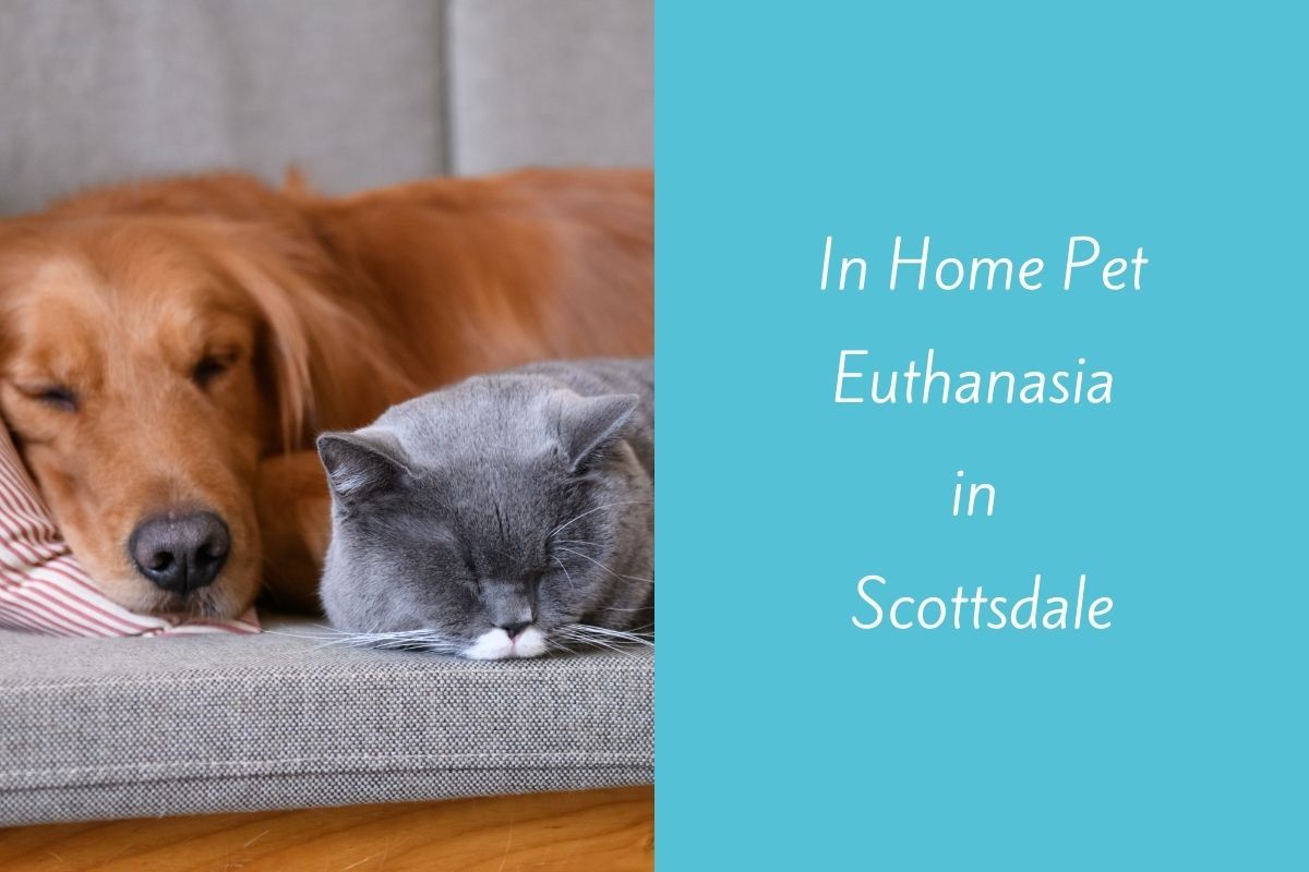 home visit pet euthanasia