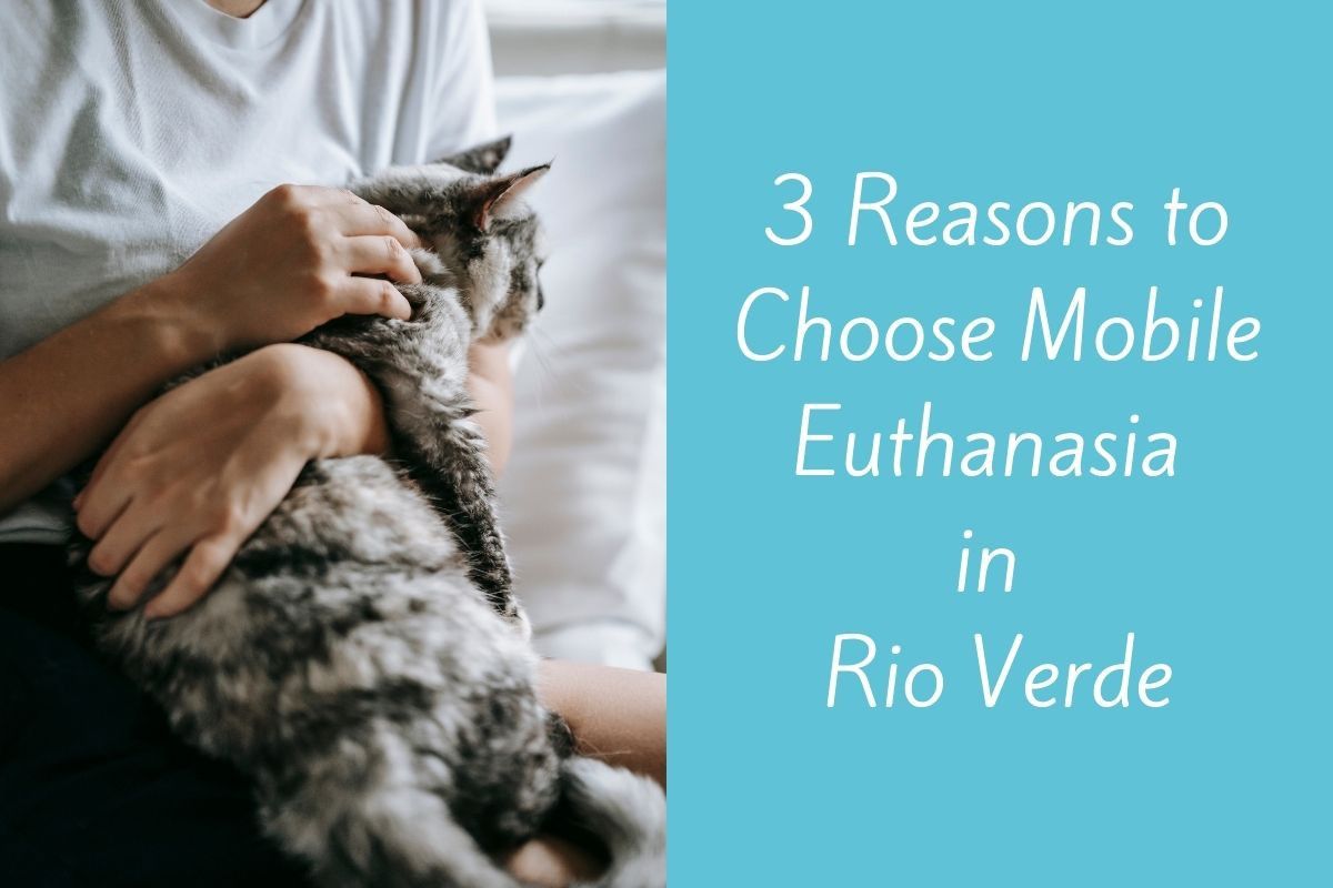3-Reasons-to-Choose-Mobile-Euthanasia-in-Rio-Verde