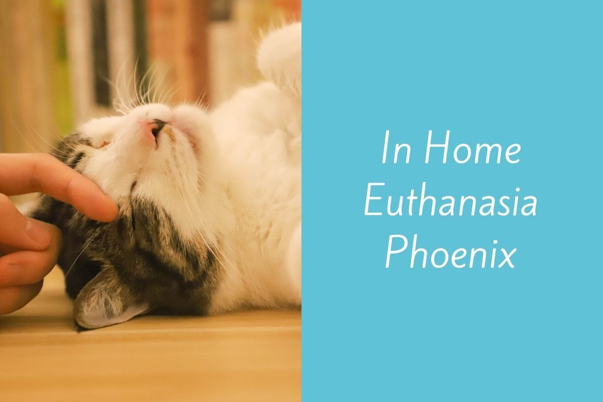 In-Home-Euthanasia-Phoenix