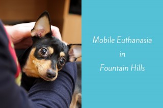 Mobile-Euthanasia-in-Fountain-Hills