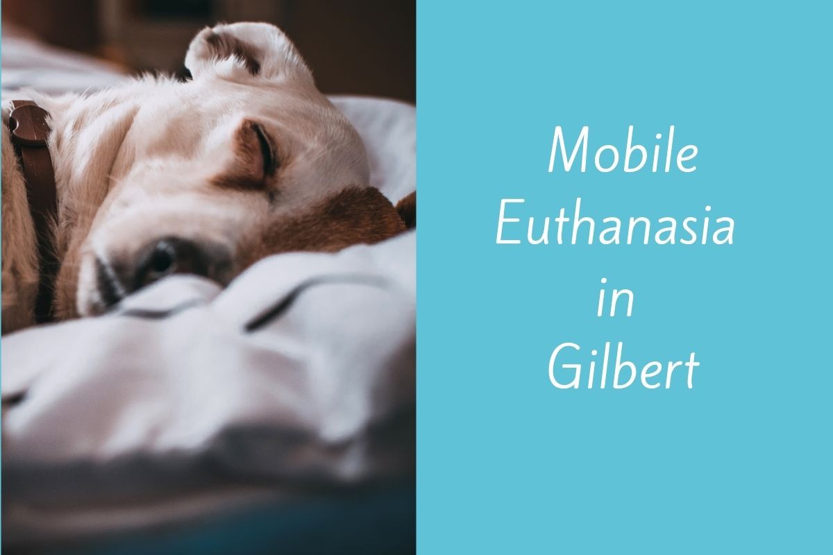 Mobile-Euthanasia-in-Gilbert