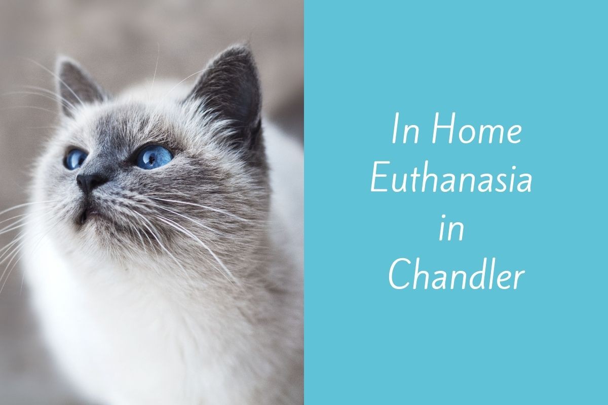 In-Home-Euthanasia-in-Chandler
