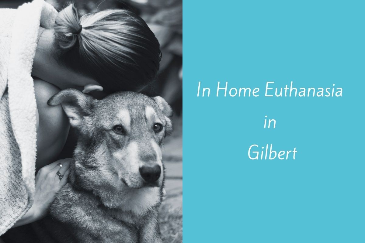 In-Home-Euthanasia-in-Gilbert
