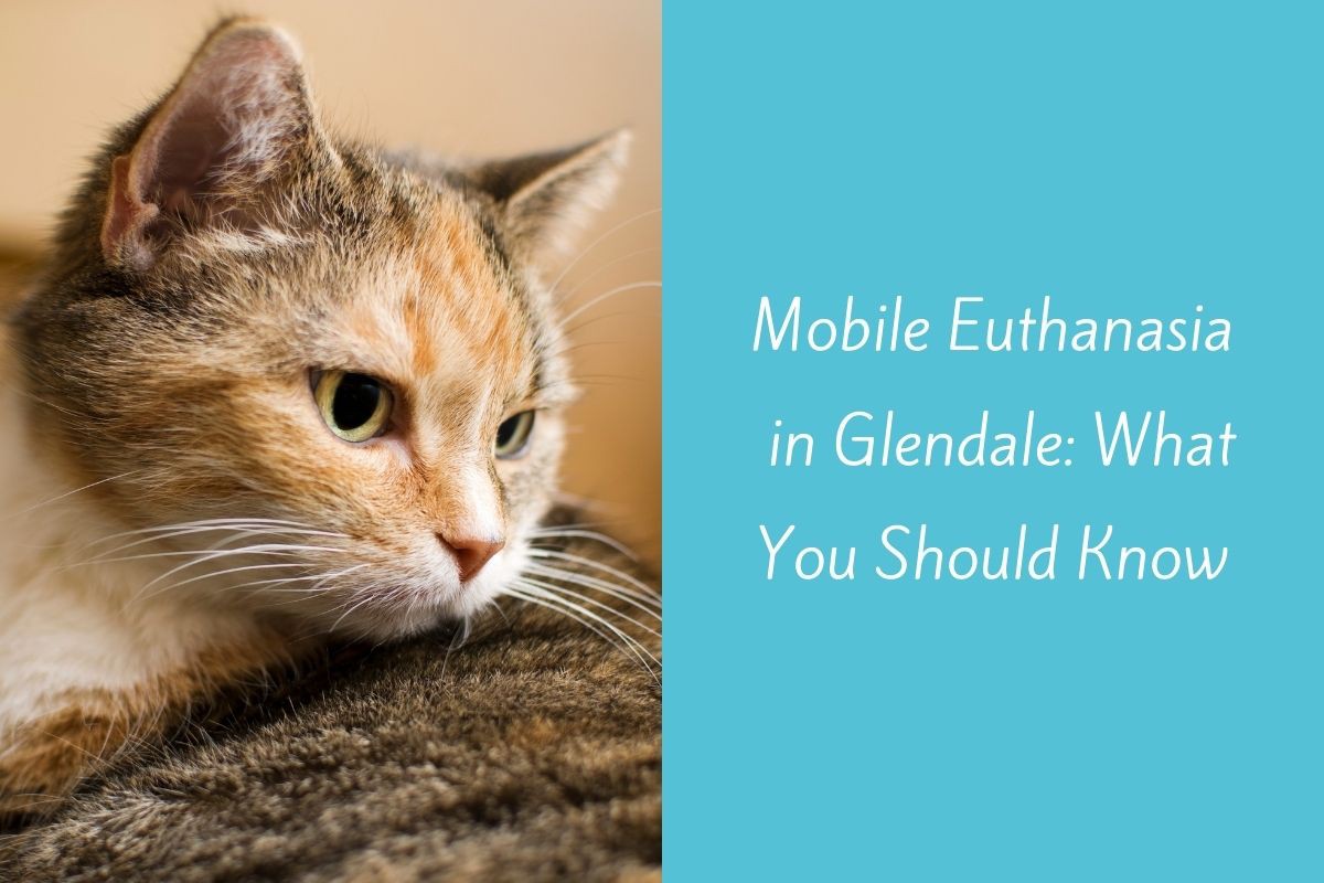 Mobile-Euthanasia-in-Glendale-What-You-Should-Know