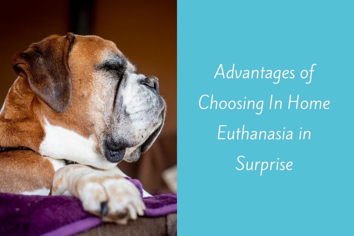 Advantages-of-Choosing-In-Home-Euthanasia-in-Surprise