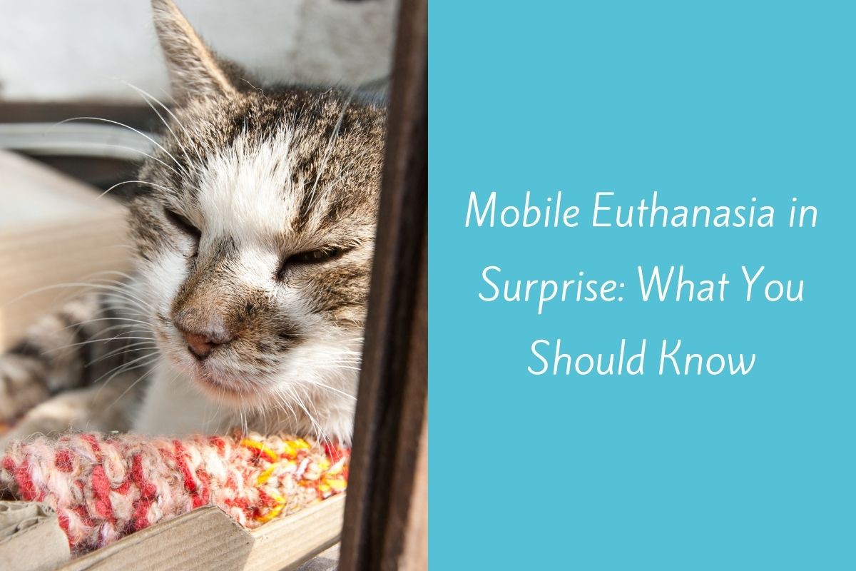 Mobile-Euthanasia-in-Surprise-What-You-Should-Know