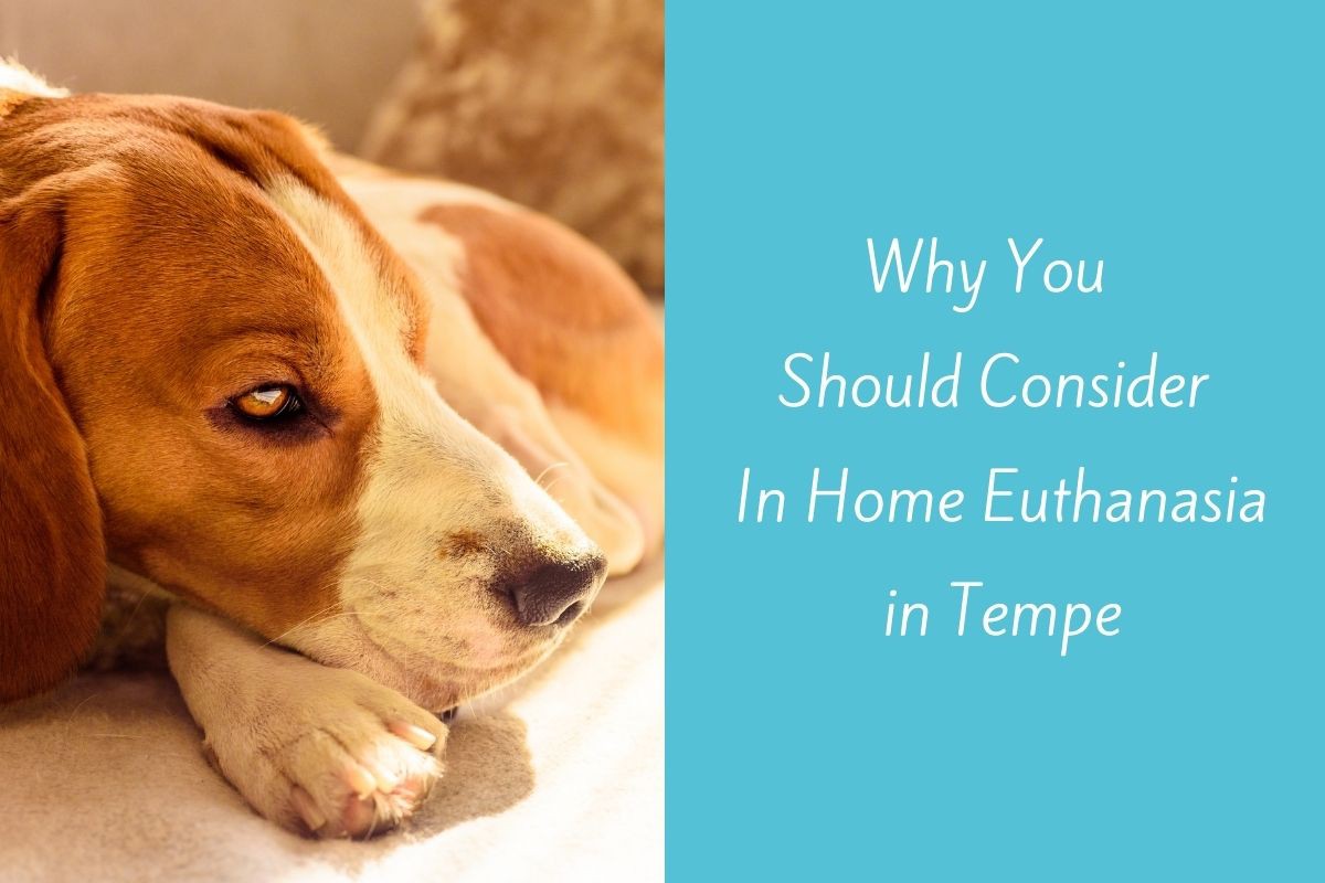Why-You-Should-Consider-In-Home-Euthanasia-in-Tempe