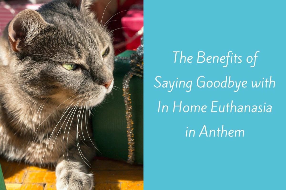 The-Benefits-of-Saying-Goodbye-with-In-Home-Euthanasia-in-Anthem