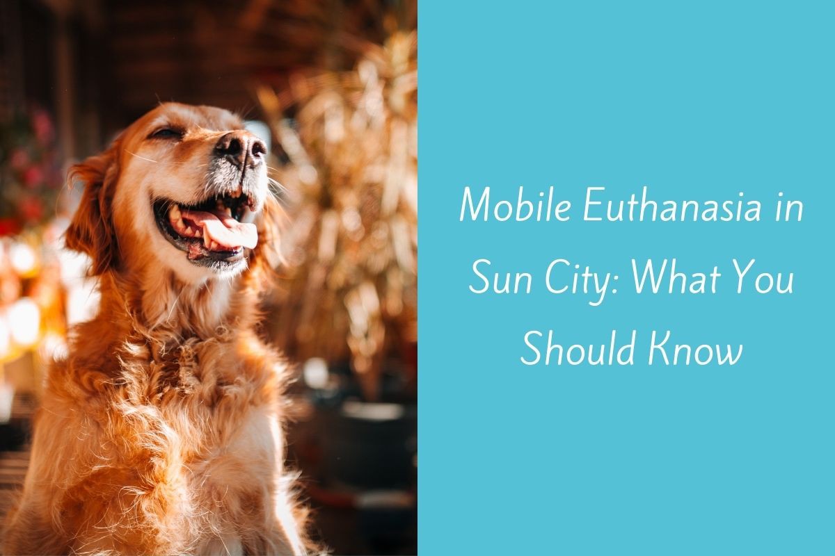 Mobile-Euthanasia-in-Sun-City-What-You-Should-Know-1