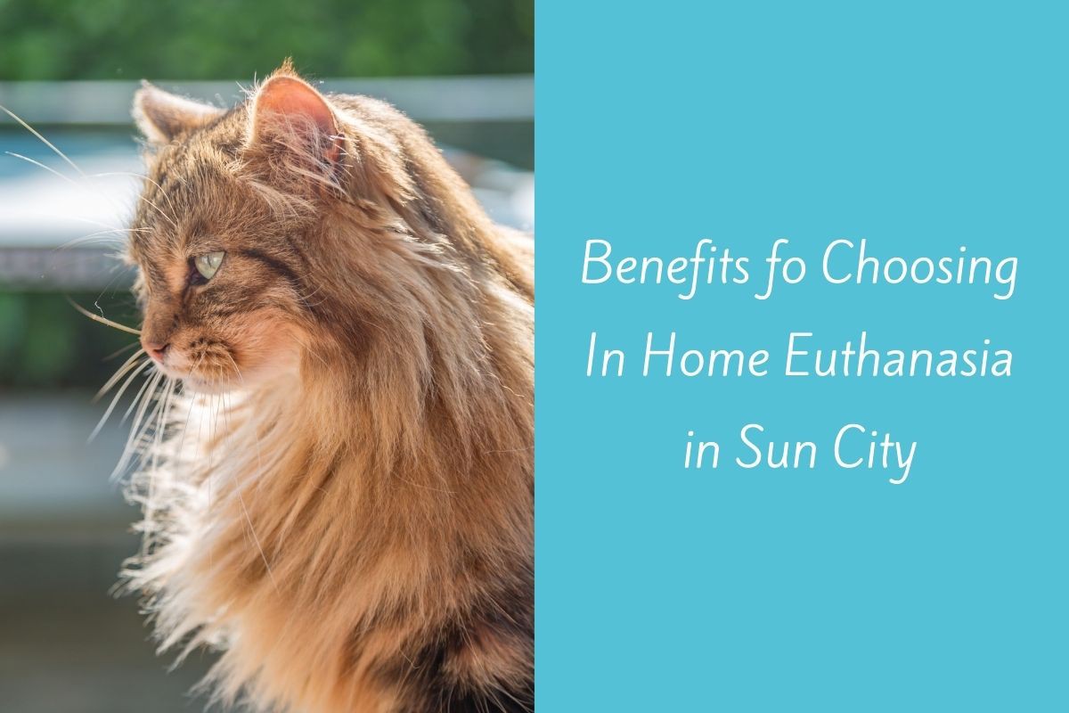 Benefits-fo-Choosing-In-Home-Euthanasia-in-Sun-City