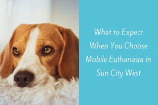 What-to-Expect-When-You-Choose-Mobile-Euthanasia-in-Sun-City-West
