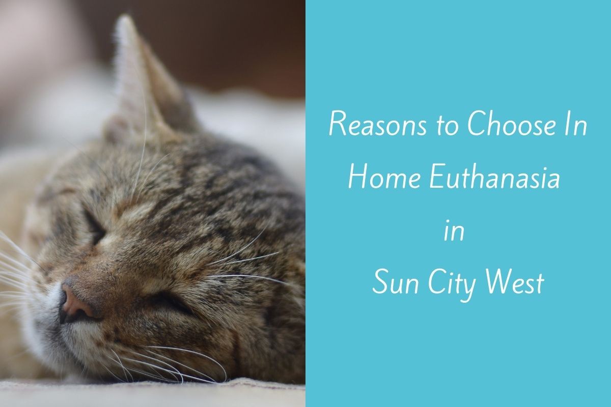 Reasons-to-Choose-In-Home-Euthanasia-in-Sun-City-West-1