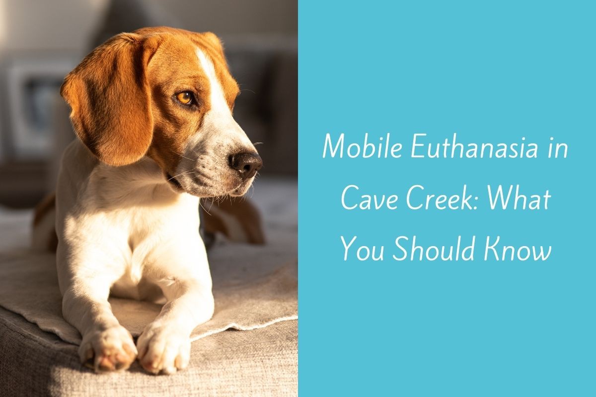Mobile-Euthanasia-in-Cave-Creek-What-You-Should-Know