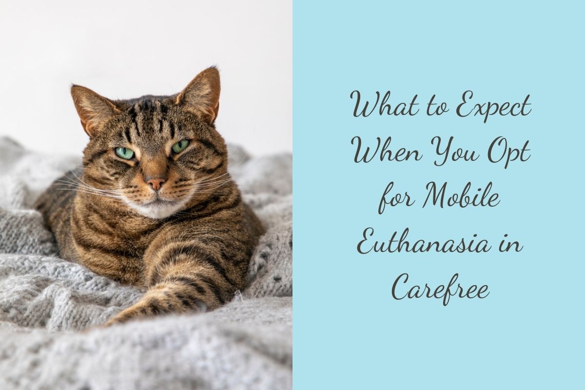 What-to-Expect-When-You-Opt-for-Mobile-Euthanasia-in-Carefree