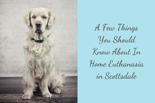 A-Few-Things-You-Should-Know-About-In-Home-Euthanasia-in-Scottsdale