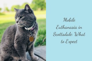Mobile-Euthanasia-in-Scottsdale-What-to-Expect