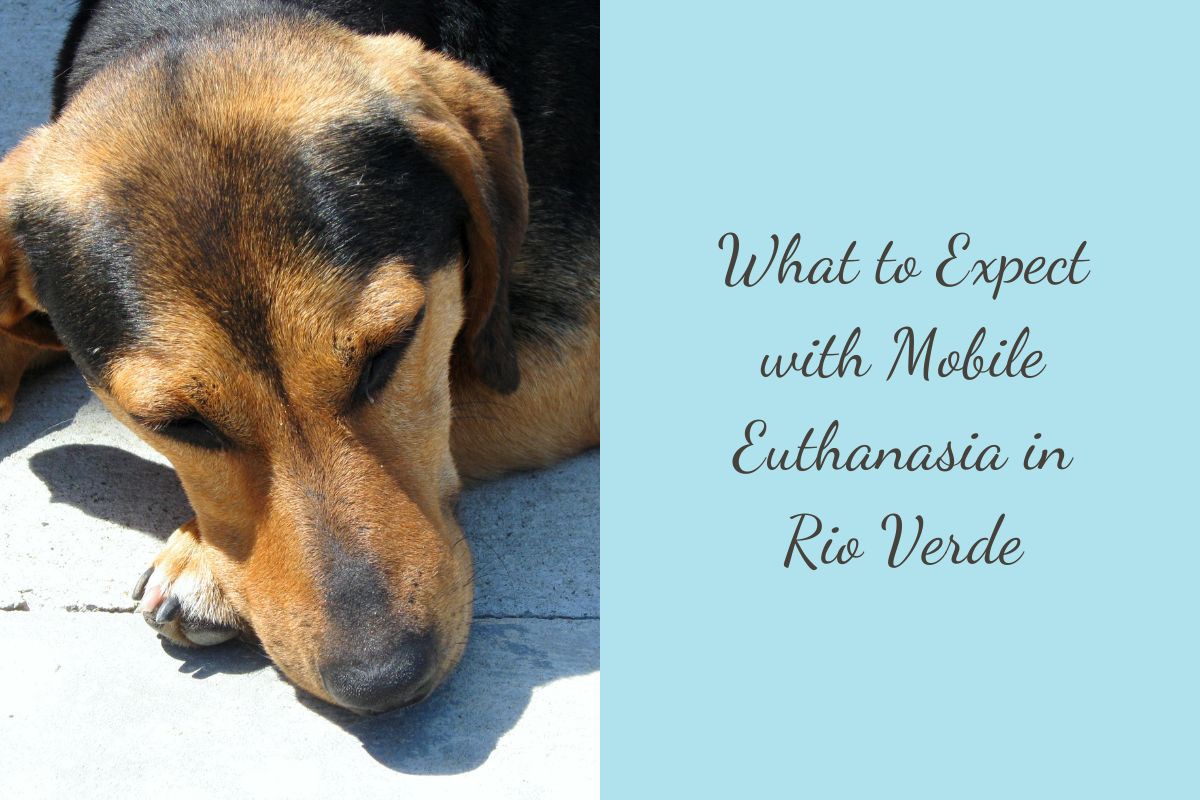 What-to-Expect-with-Mobile-Euthanasia-in-Rio-Verde