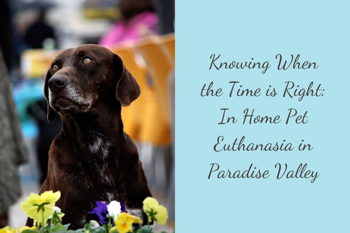 Knowing-When-the-Time-is-Right-In-Home-Pet-Euthanasia-in-Paradise-Valley