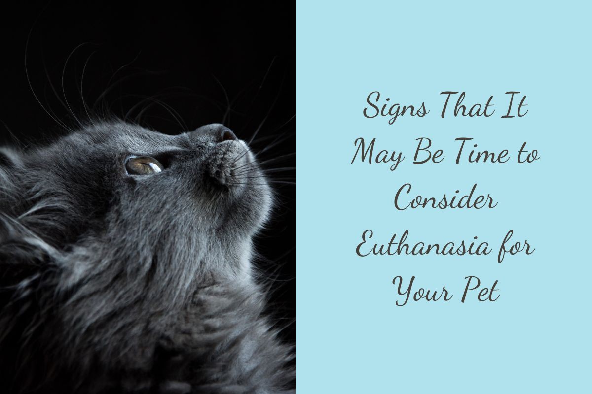 Signs-That-It-May-Be-Time-to-Consider-Euthanasia-for-Your-Pet