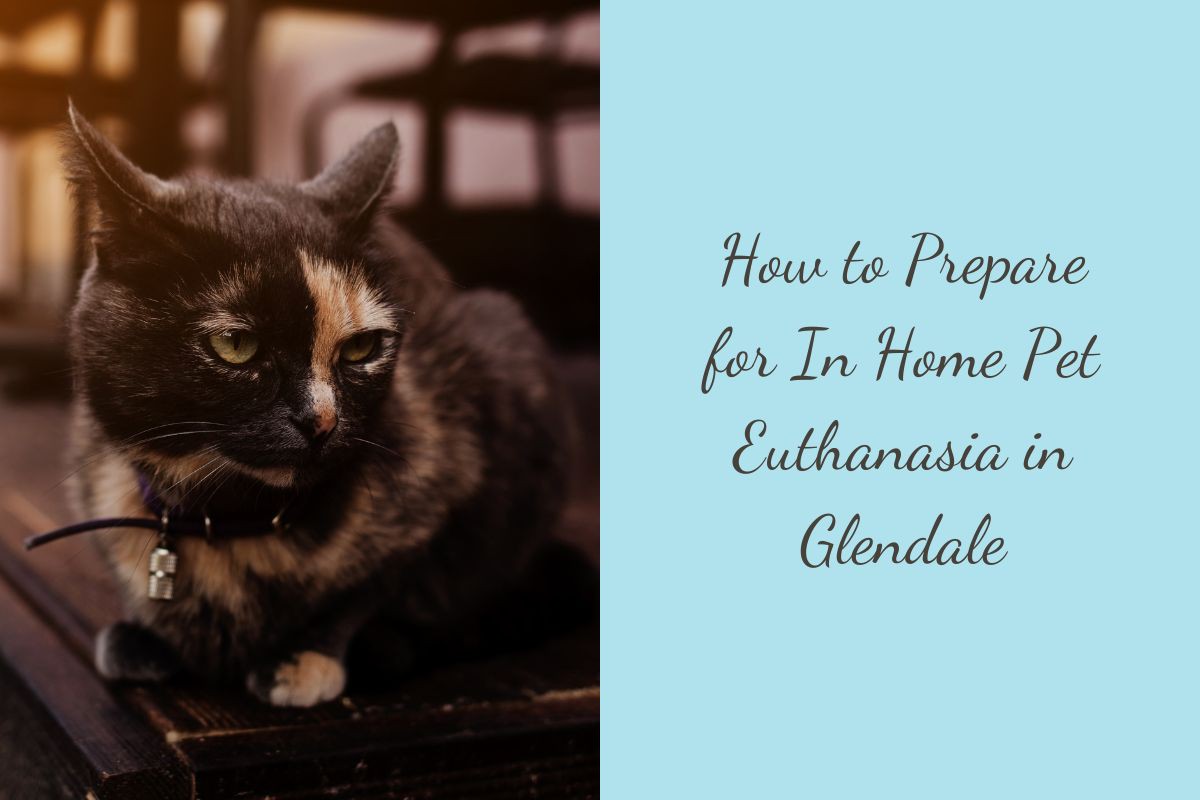 How-to-Prepare-for-In-Home-Pet-Euthanasia-in-Glendale