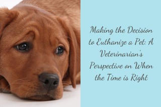 Making-the-Decision-to-Euthanize-a-Pet-A-Veterinarians-Perspective-on-When-the-Time-is-Right-1