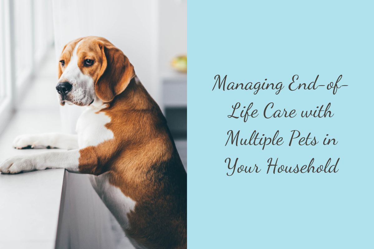Managing-End-of-Life-Care-with-Multiple-Pets-in-Your-Household