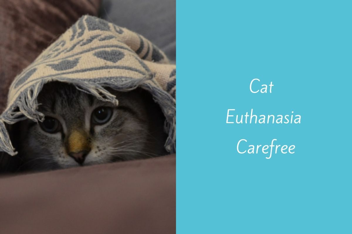 Cat Euthanasia Carefree Blog
