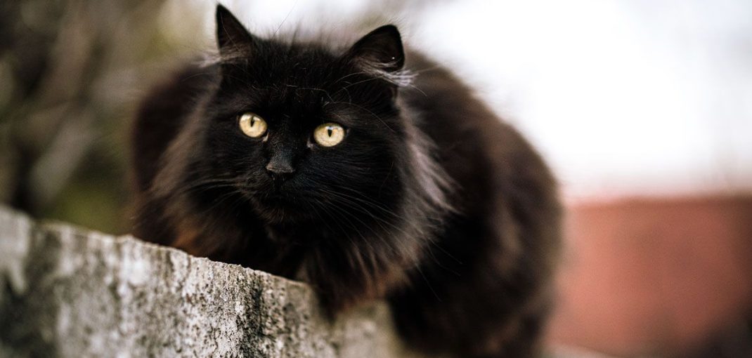 black cat with yellow eyes