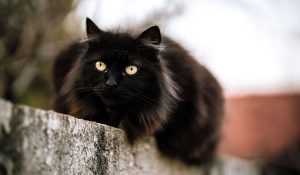 black cat with yellow eyes