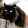 black cat with yellow eyes