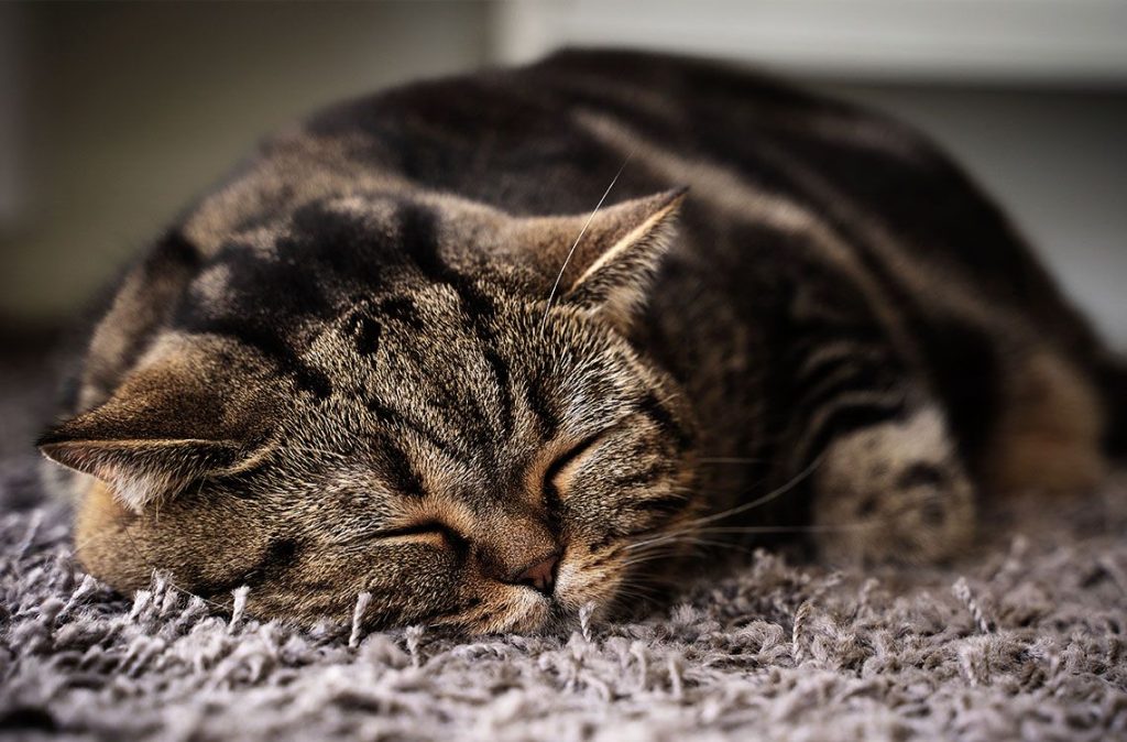 cat sleeping on rug