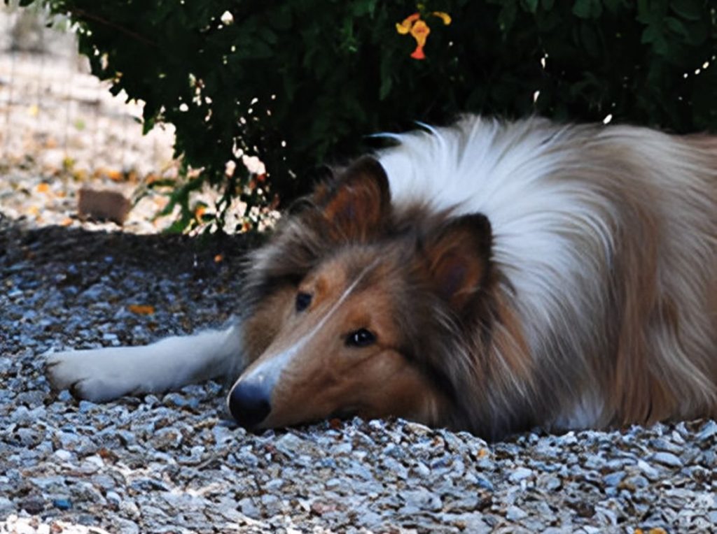 collie dog with a sable and white coat lies on gravel beside green foliage