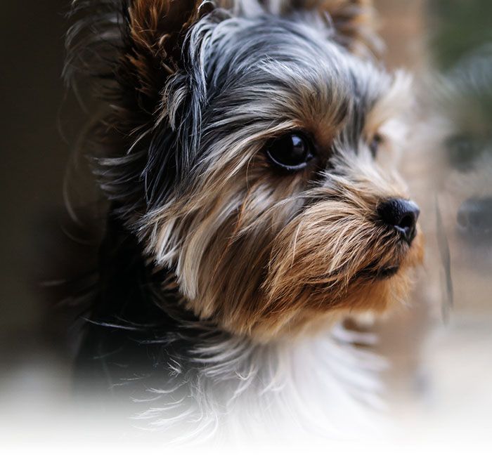 cute yorkshire dog looking window
