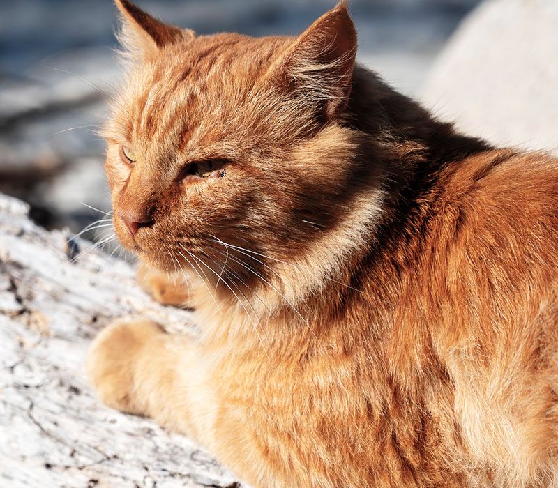 ginger cat lying rocks near sea cost