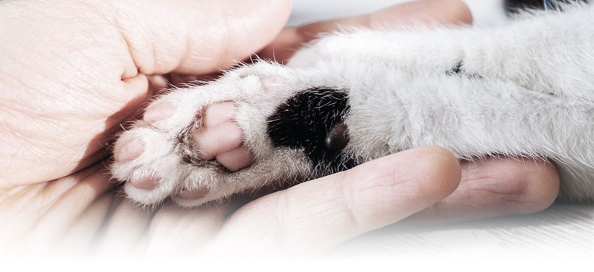human hand holding a cat's paw