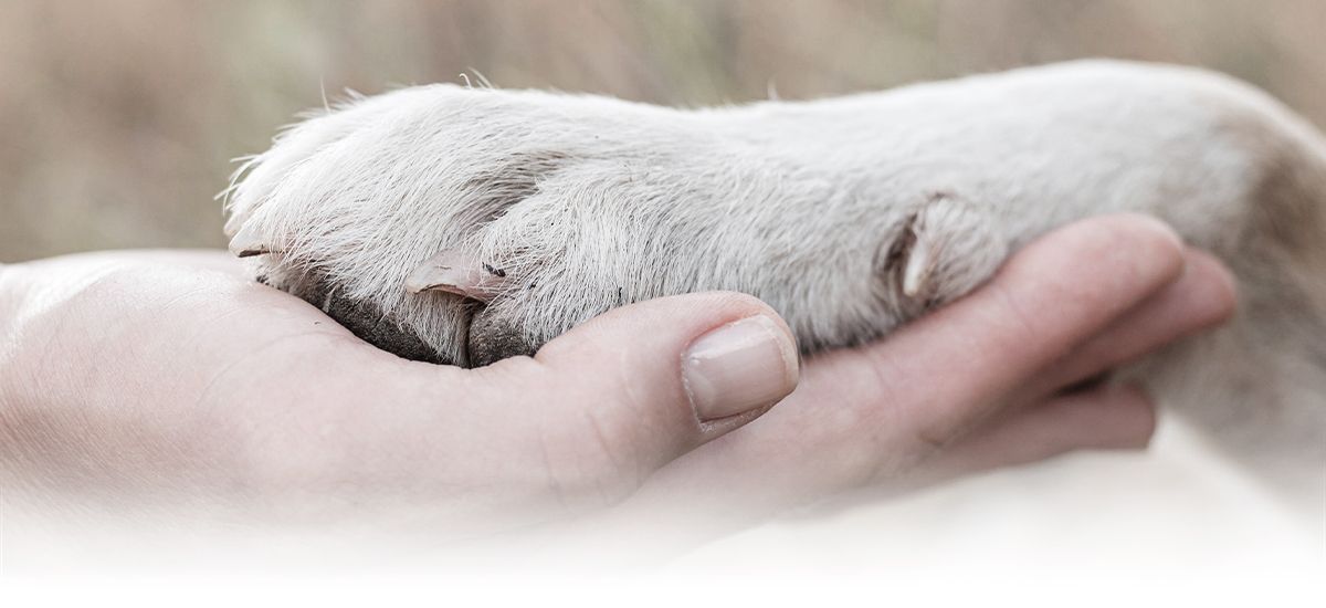 person holding dogs paw