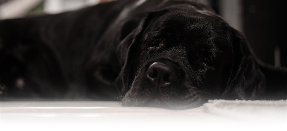 black labrador dog lying down