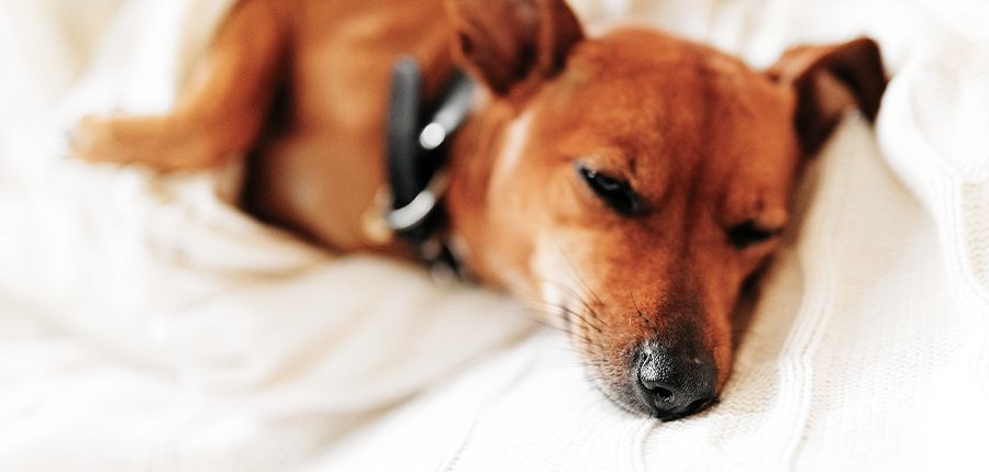 small brown dog sleeping